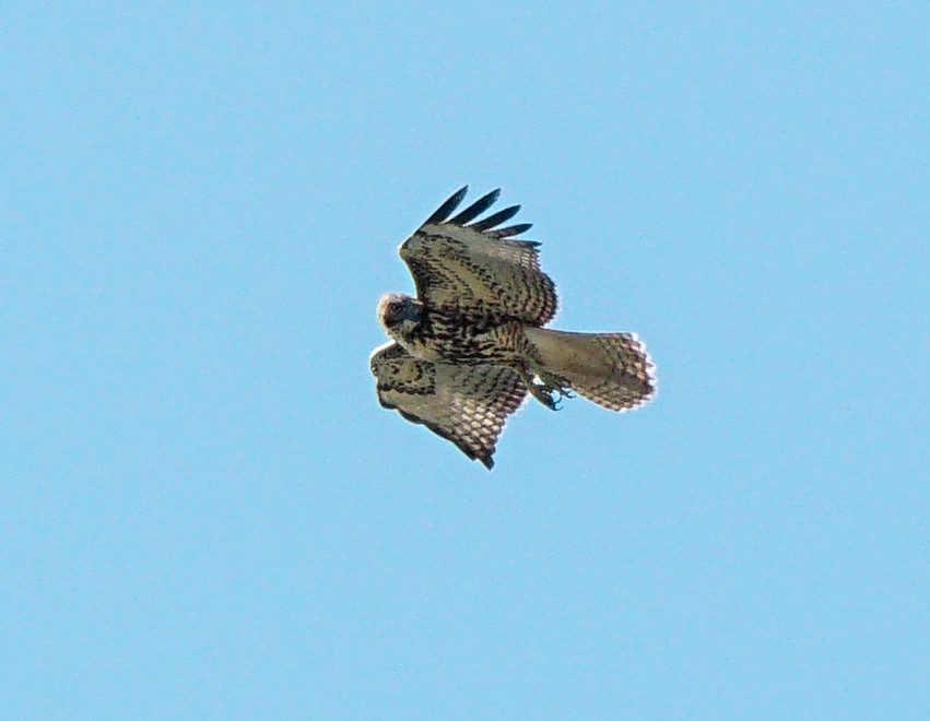 Red-tailed Hawk - Aldo Echeverria