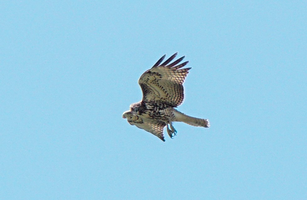Red-tailed Hawk - Aldo Echeverria