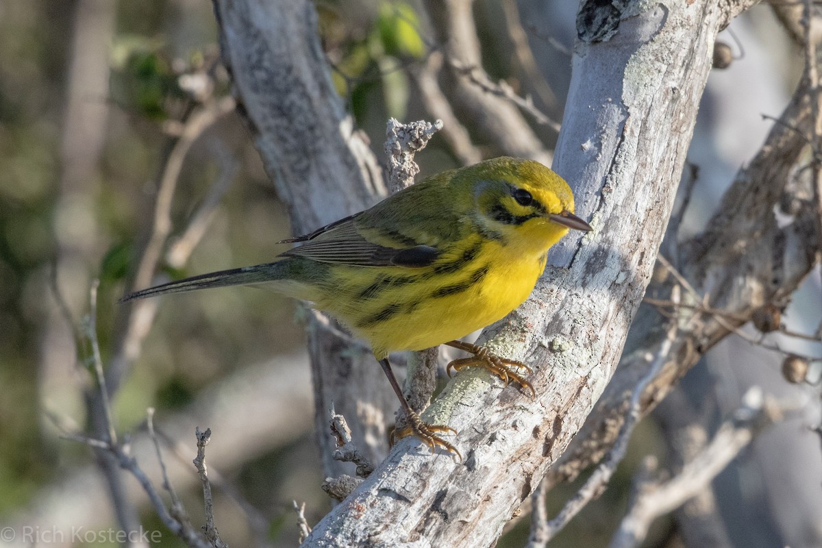 Prairie Warbler - ML194039801