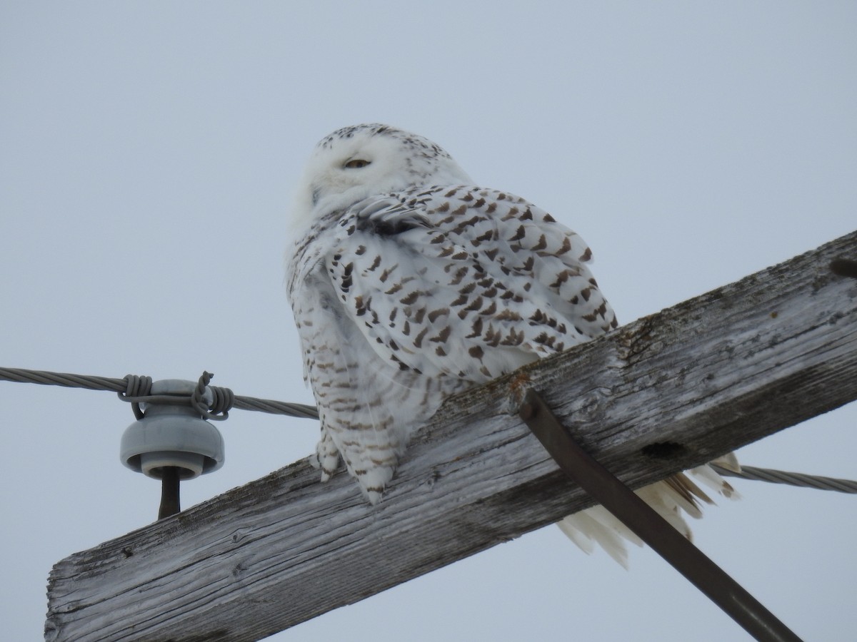 Snowy Owl - ML194039821