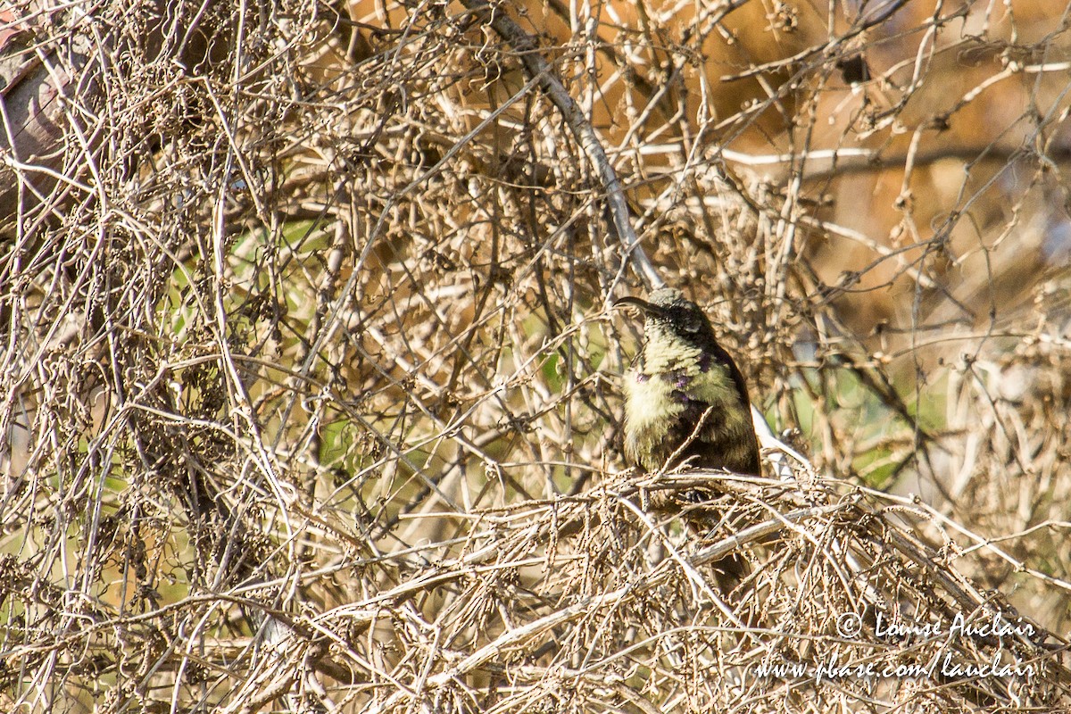 Suimanga sp. (Cinnyris sp.) - ML194040081