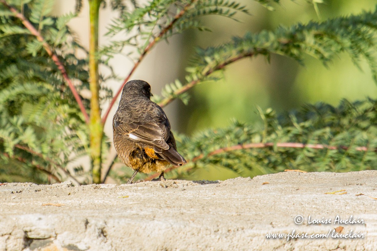 White-winged Cliff-Chat - ML194041171