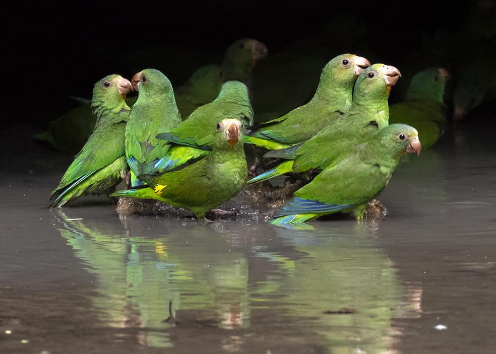 Cobalt-winged Parakeet - Andres Vasquez Noboa