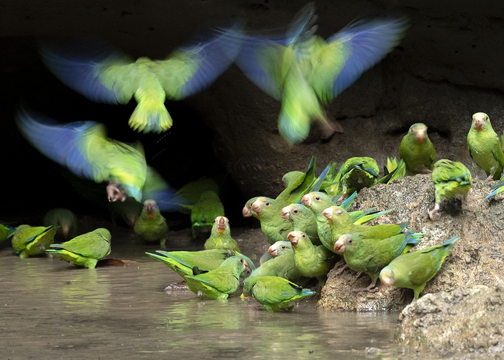 Cobalt-winged Parakeet - Andres Vasquez Noboa