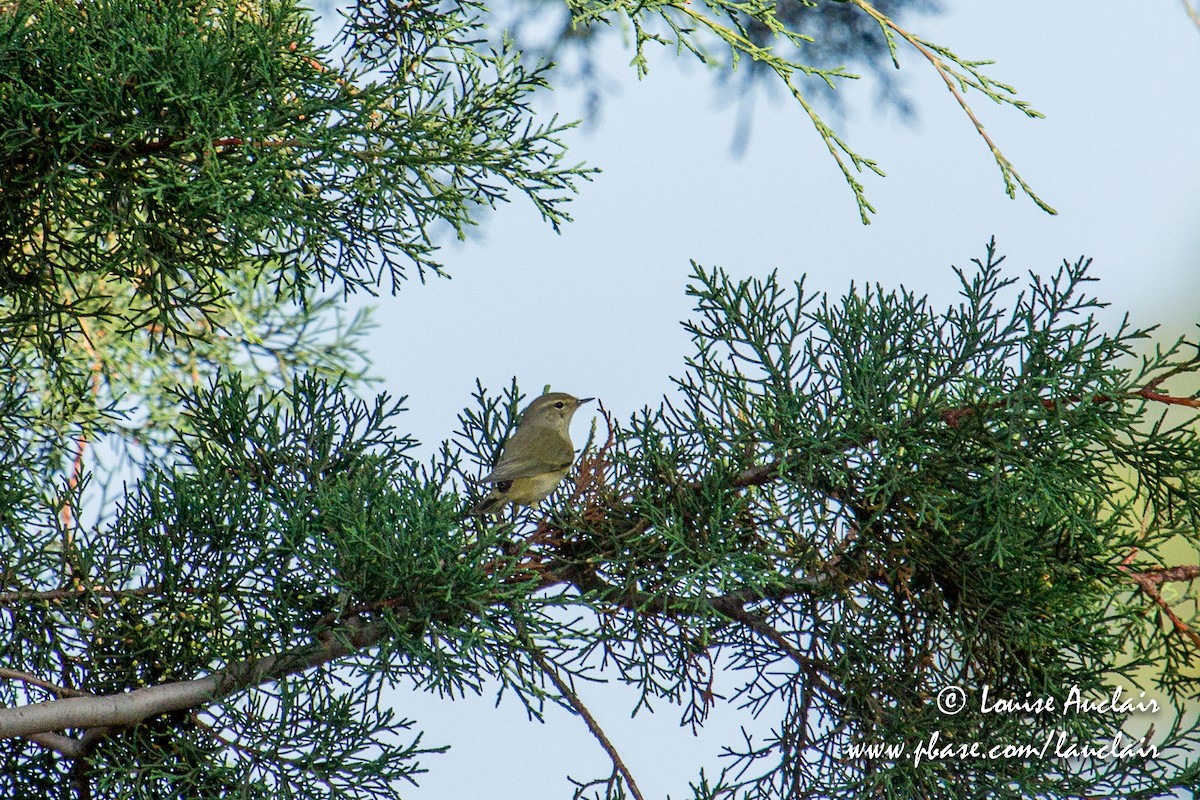 passerine sp. - ML194041601