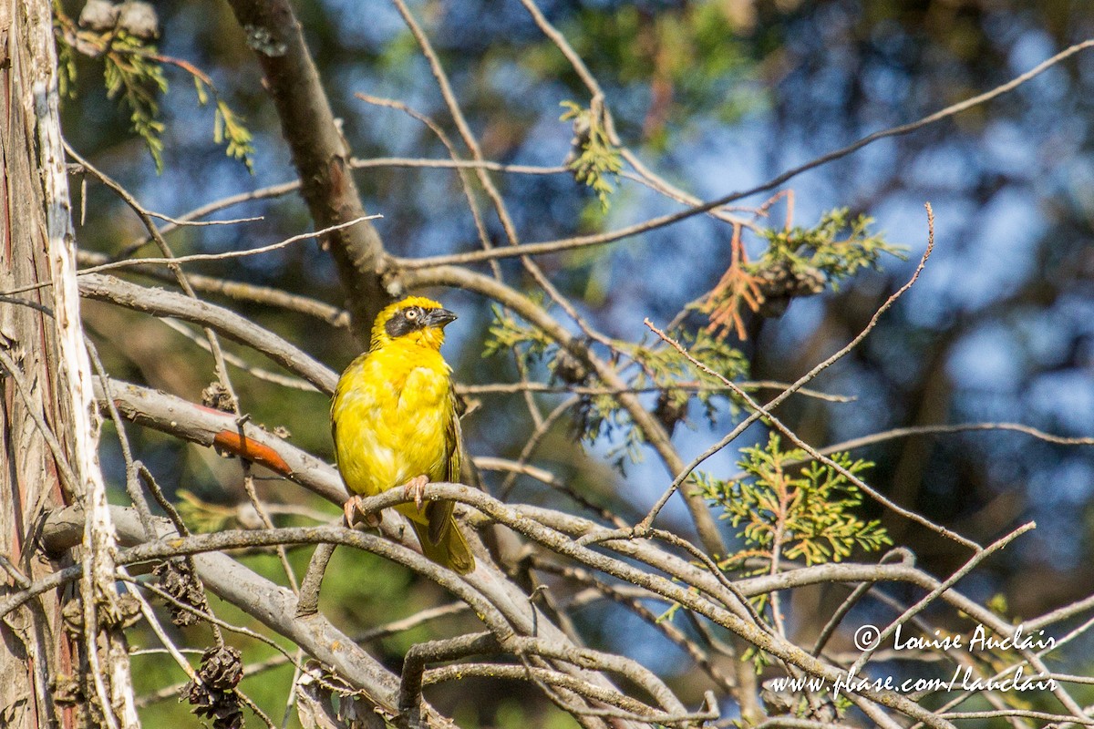 Baglafecht Weaver - ML194042281