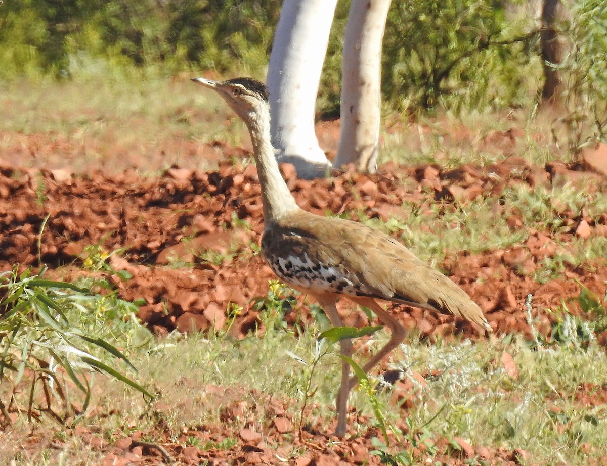 Avutarda Australiana - ML194043331