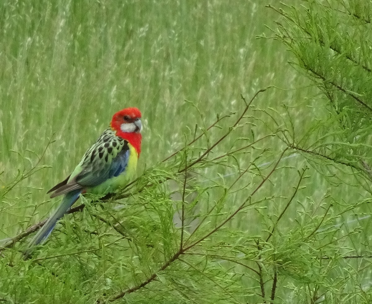 Eastern Rosella - Billie Cantwell