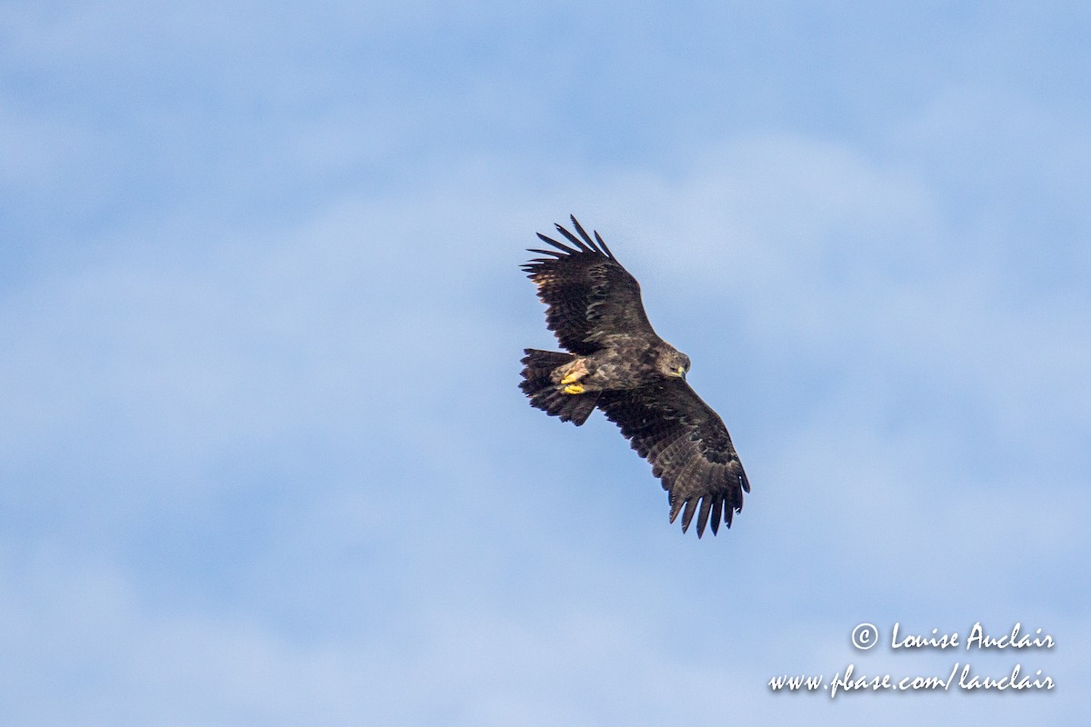 Busardo/Águila sp. - ML194045301