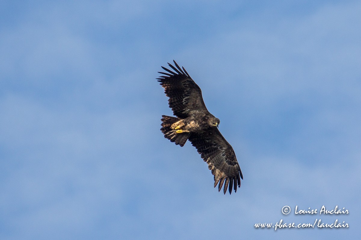 Buteo/eagle sp. - ML194045311