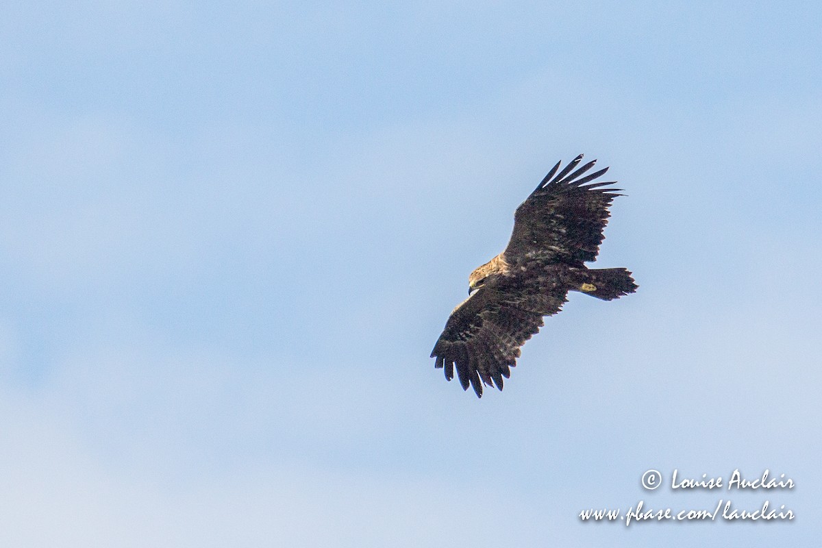 Buteo/eagle sp. - ML194045321