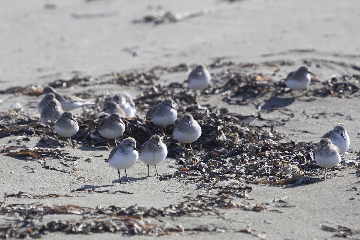 Least Sandpiper - ML194045701