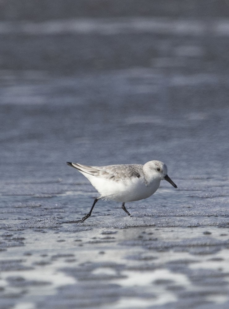 Sanderling - ML194046051