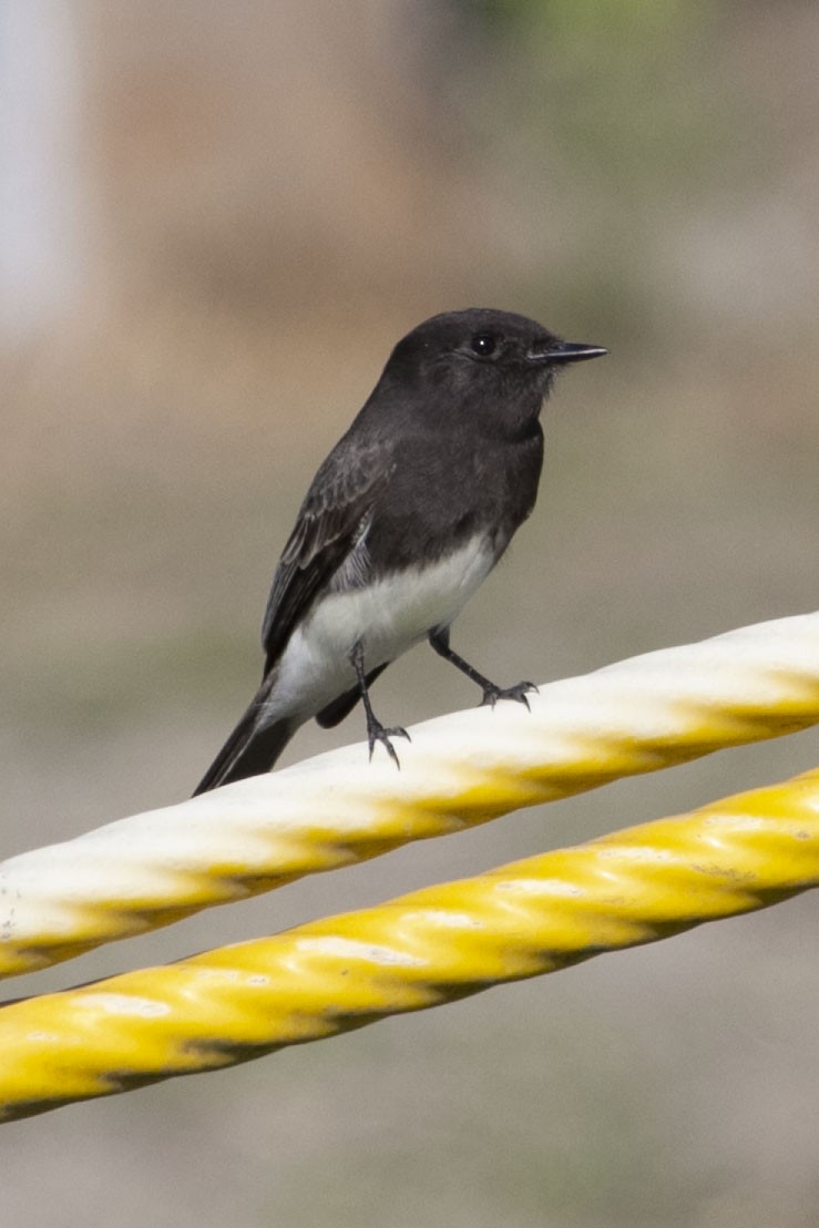 Black Phoebe - ML194046161