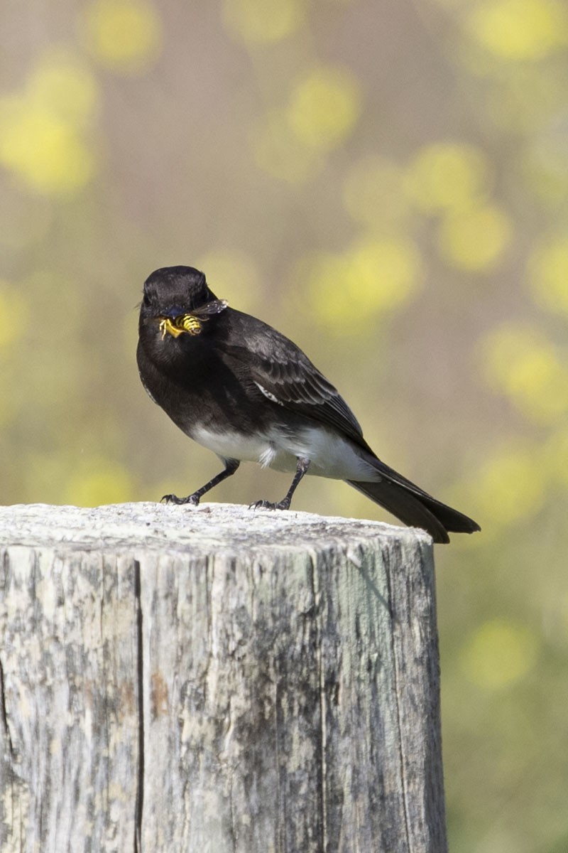 Black Phoebe - ML194046171