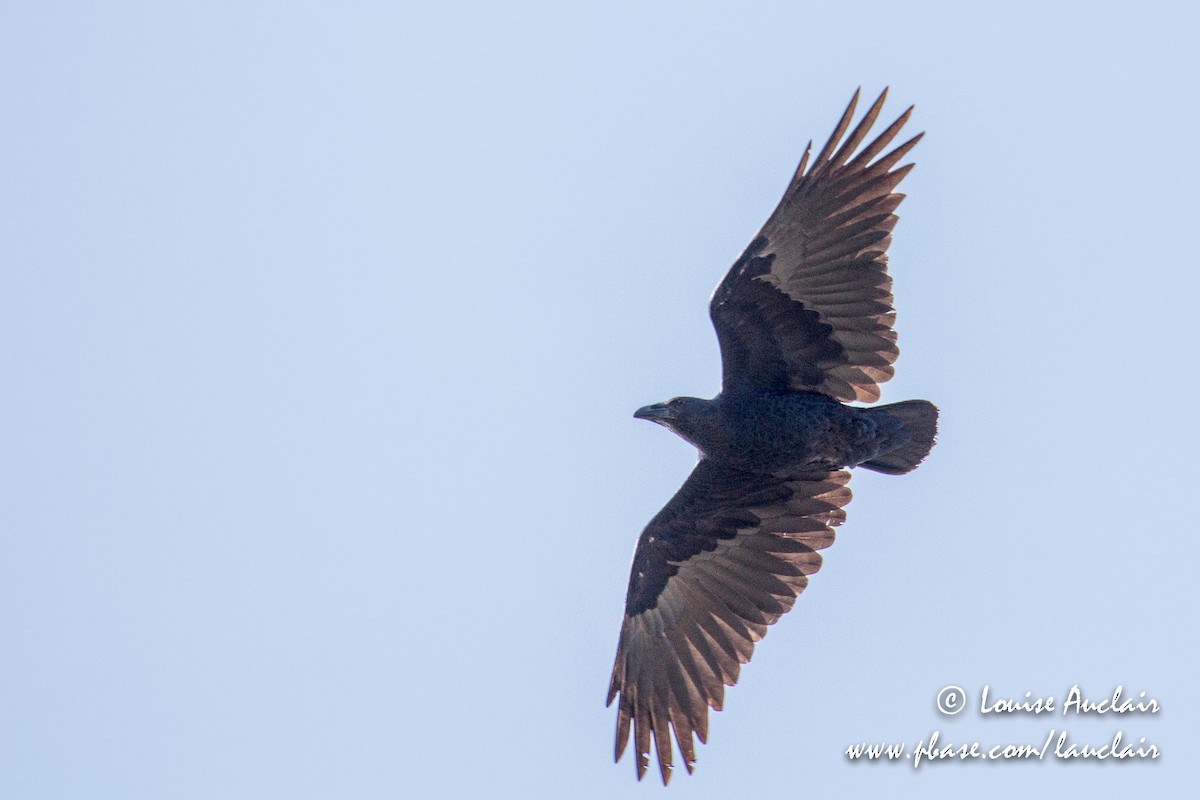 Fan-tailed Raven - ML194046181