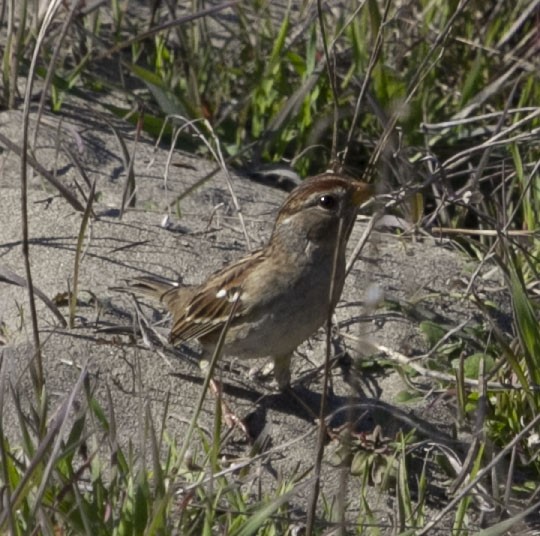 Bruant à couronne blanche - ML194046281