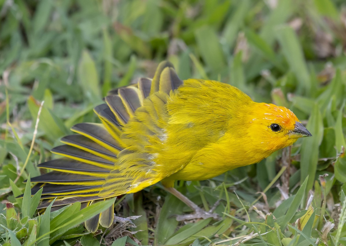 Saffron Finch - William Richards