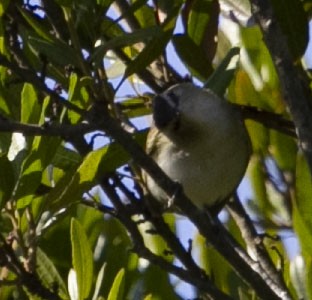 rødøyevireo - ML194047831