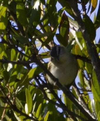 rødøyevireo - ML194047841