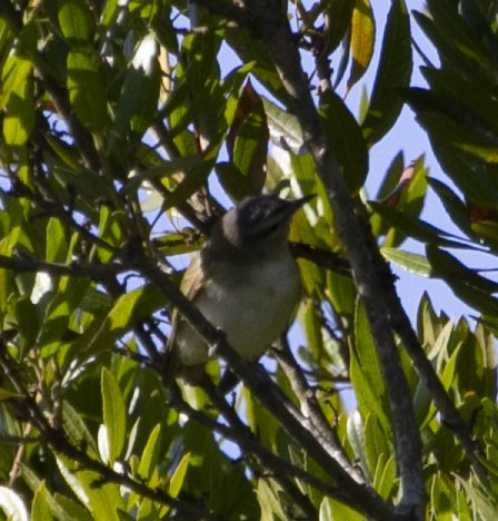 Kızıl Gözlü Vireo - ML194047851