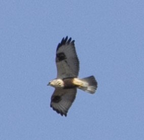 Rough-legged Hawk - Jenna Tranum