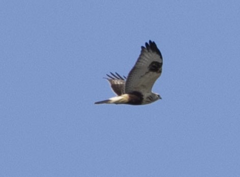 Rough-legged Hawk - ML194048781