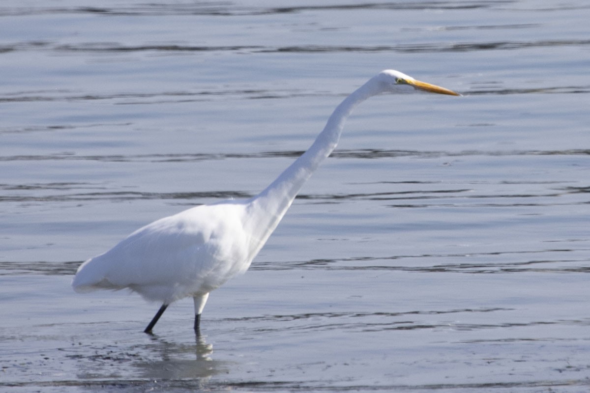 Great Egret - Jenna Tranum