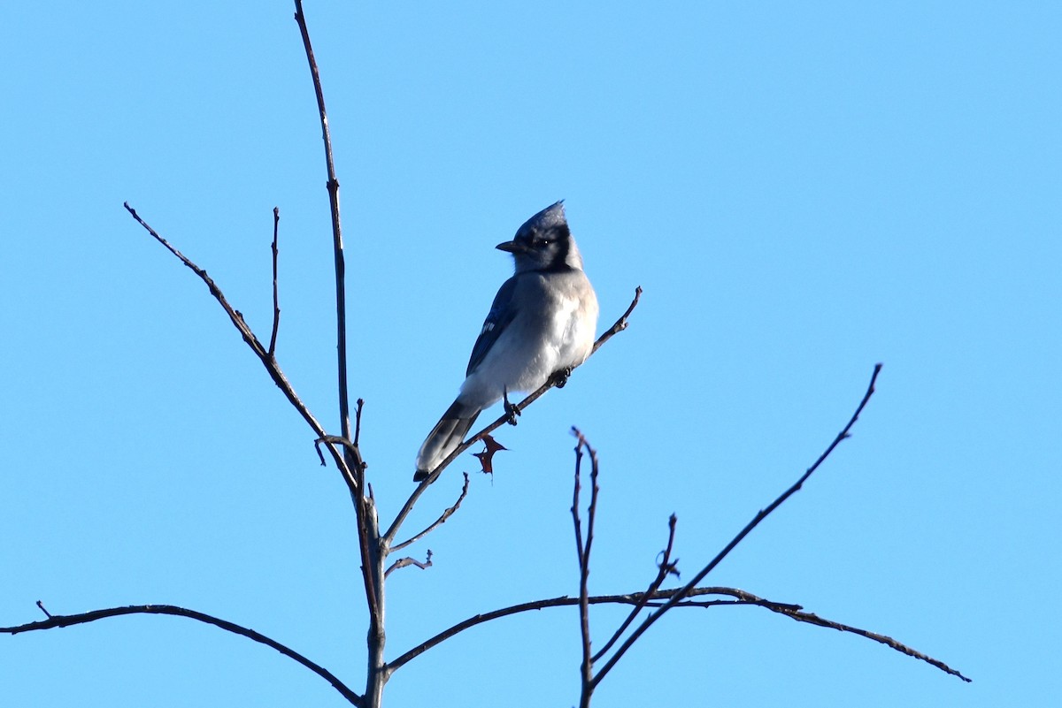 Blue Jay - ML194049541