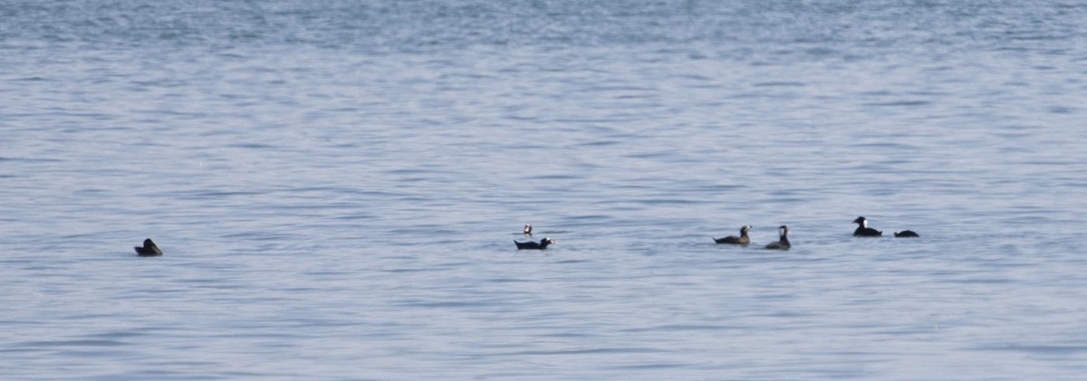 Surf Scoter - ML194049561