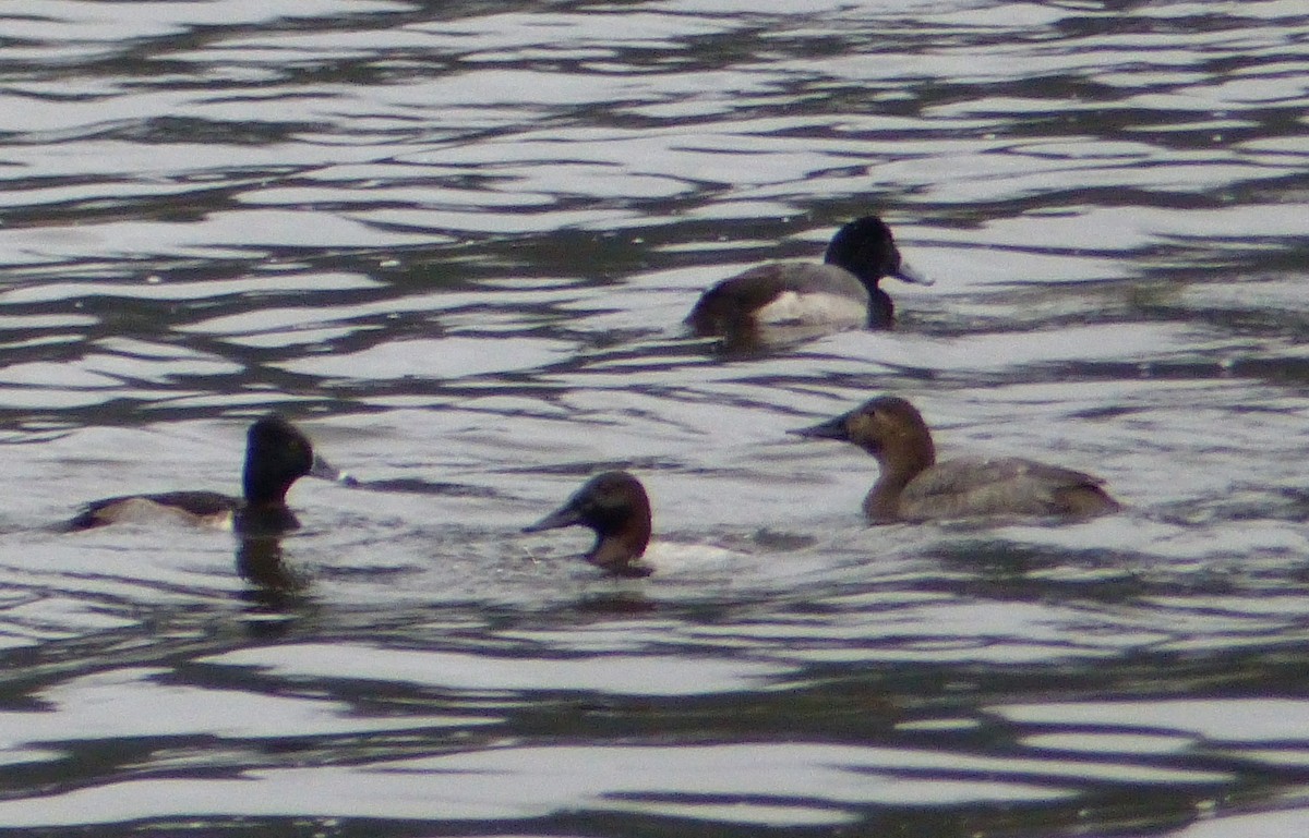 Ring-necked Duck x Greater Scaup (hybrid) - Gus van Vliet