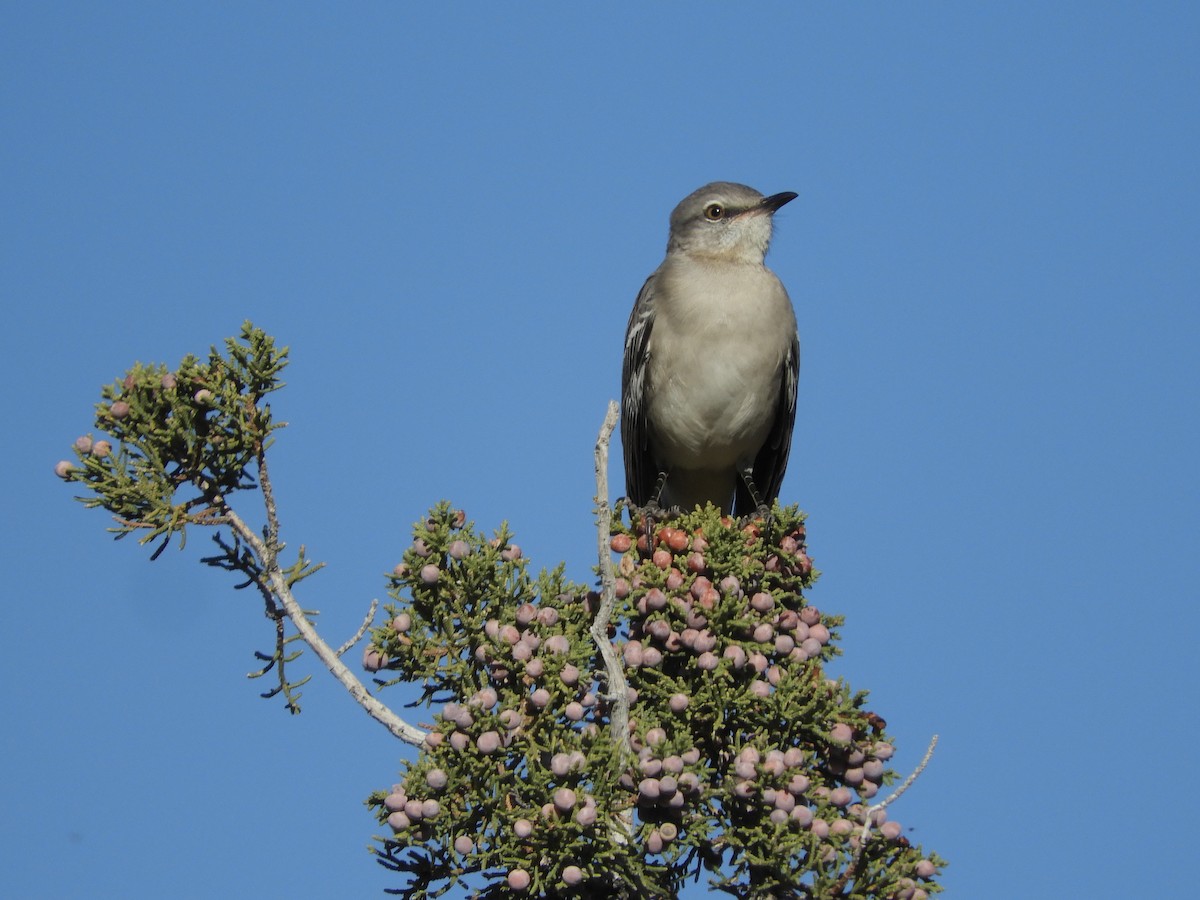 Moqueur polyglotte - ML194050261