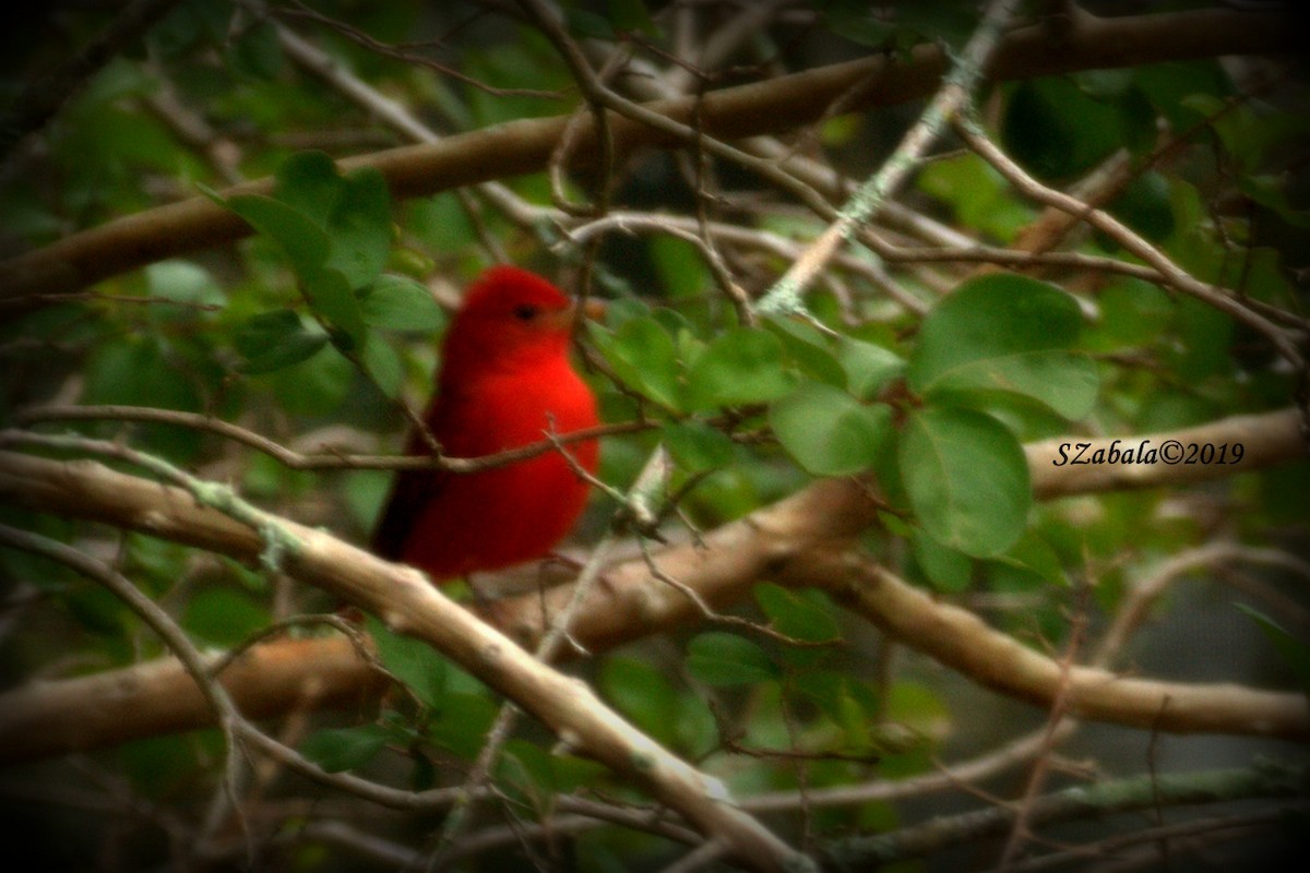 Summer Tanager - ML194050531