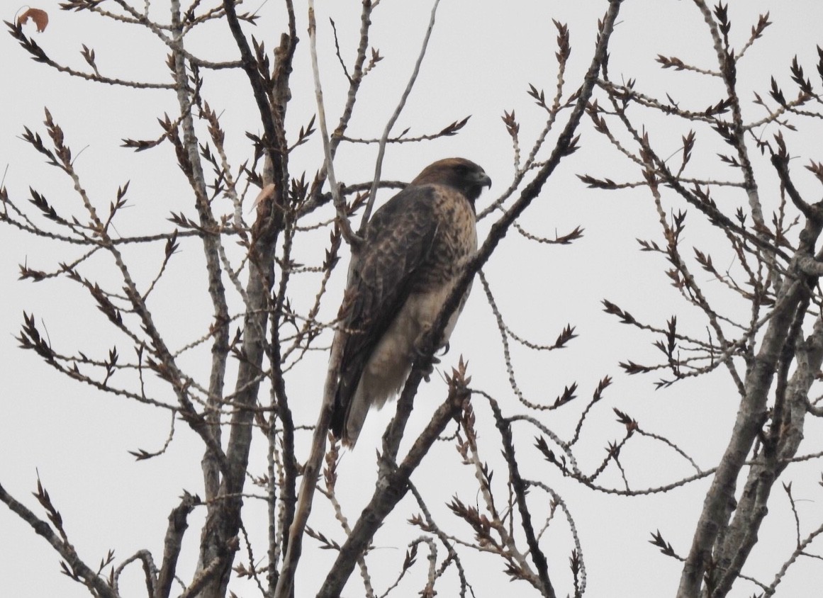 Red-tailed Hawk - ML194050611