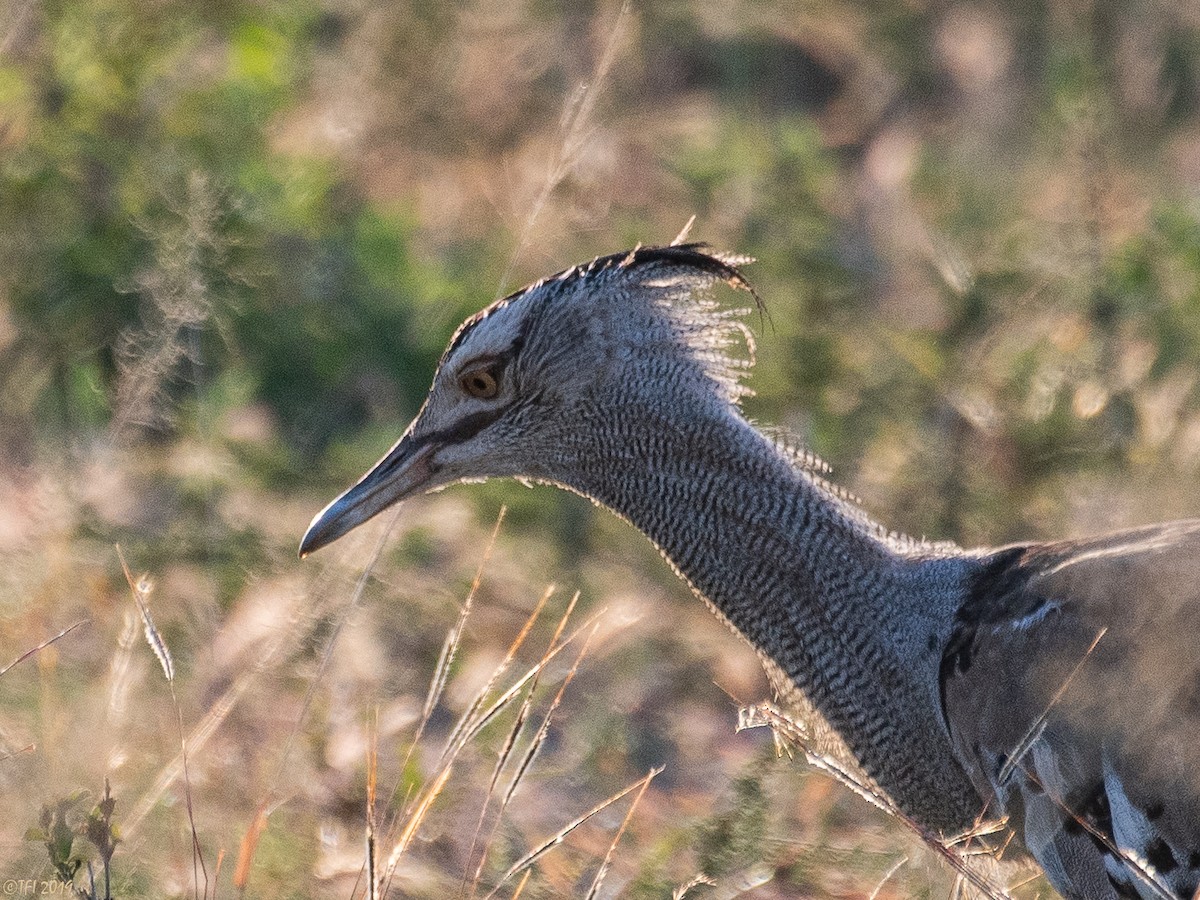 Kori Bustard - ML194052841