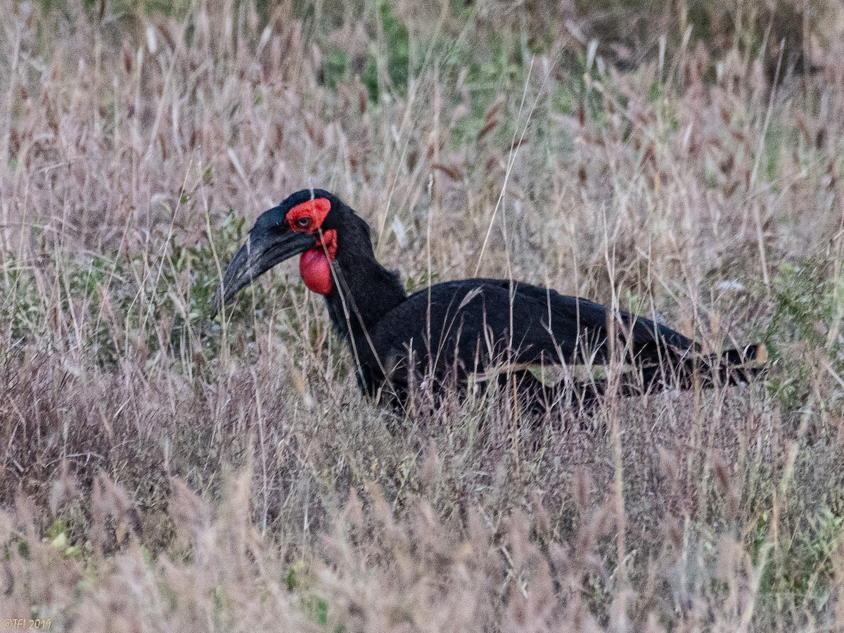 Southern Ground-Hornbill - T I