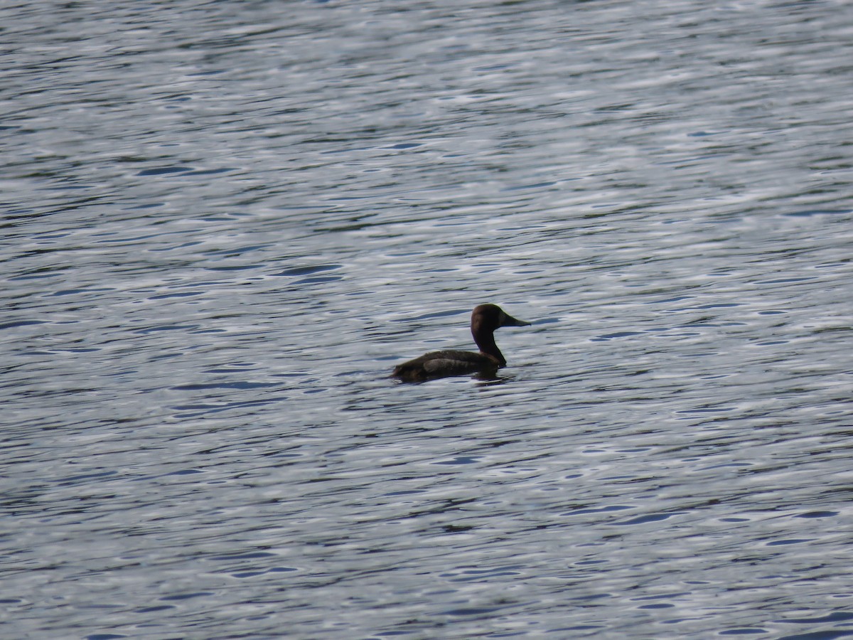 Lesser Scaup - ML194053781