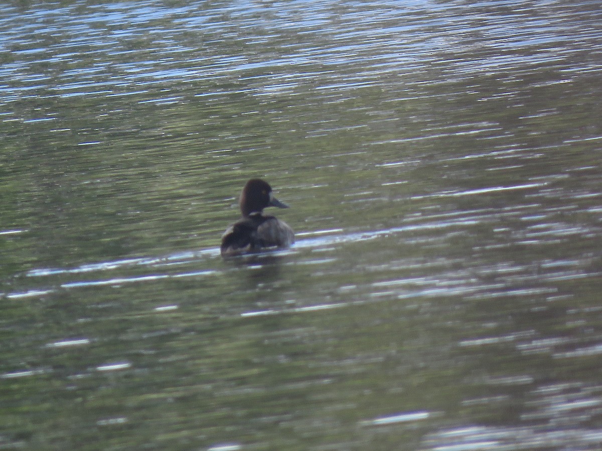 Lesser Scaup - ML194053801