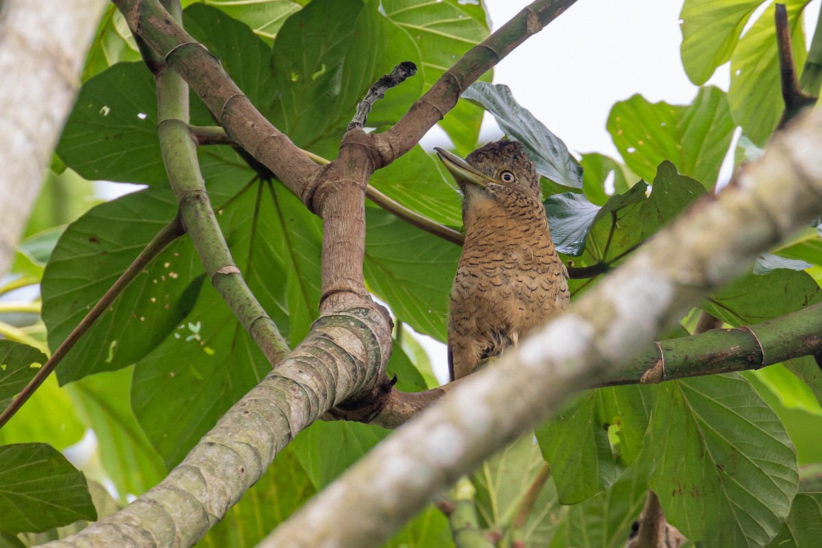 Barred Puffbird - ML194054071