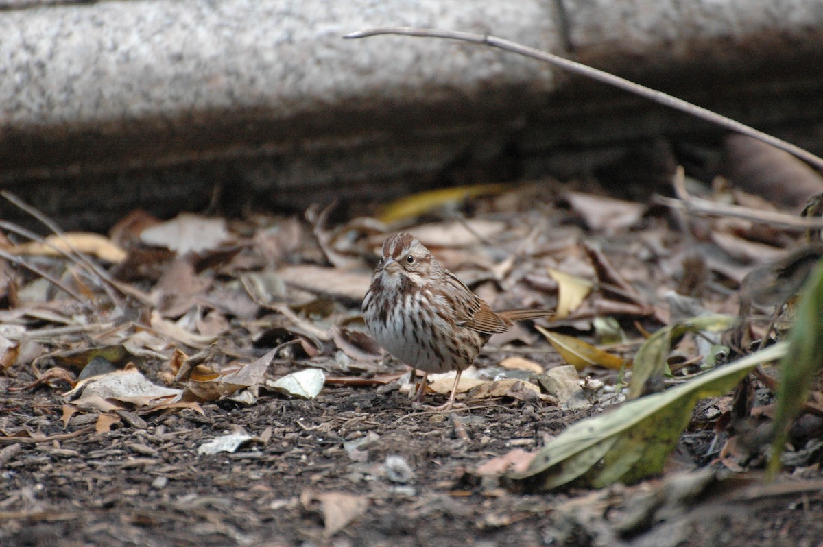 Song Sparrow - ML194054621