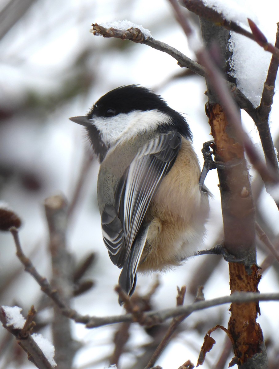 Mésange à tête noire - ML194054851