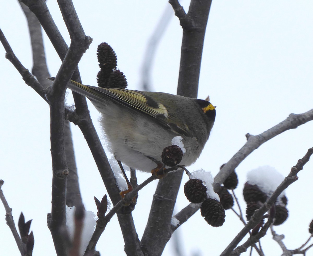 Golden-crowned Kinglet - Kathleen MacAulay