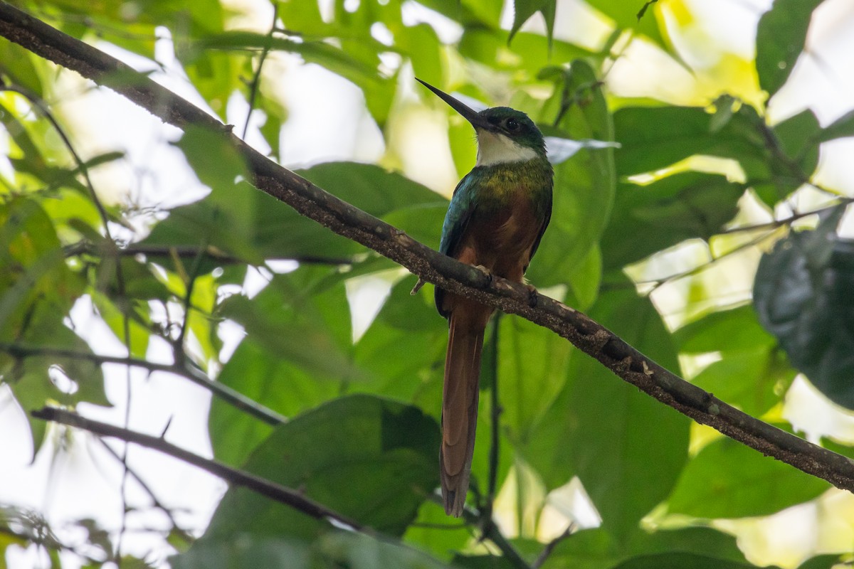 Rufous-tailed Jacamar - Ken Chamberlain