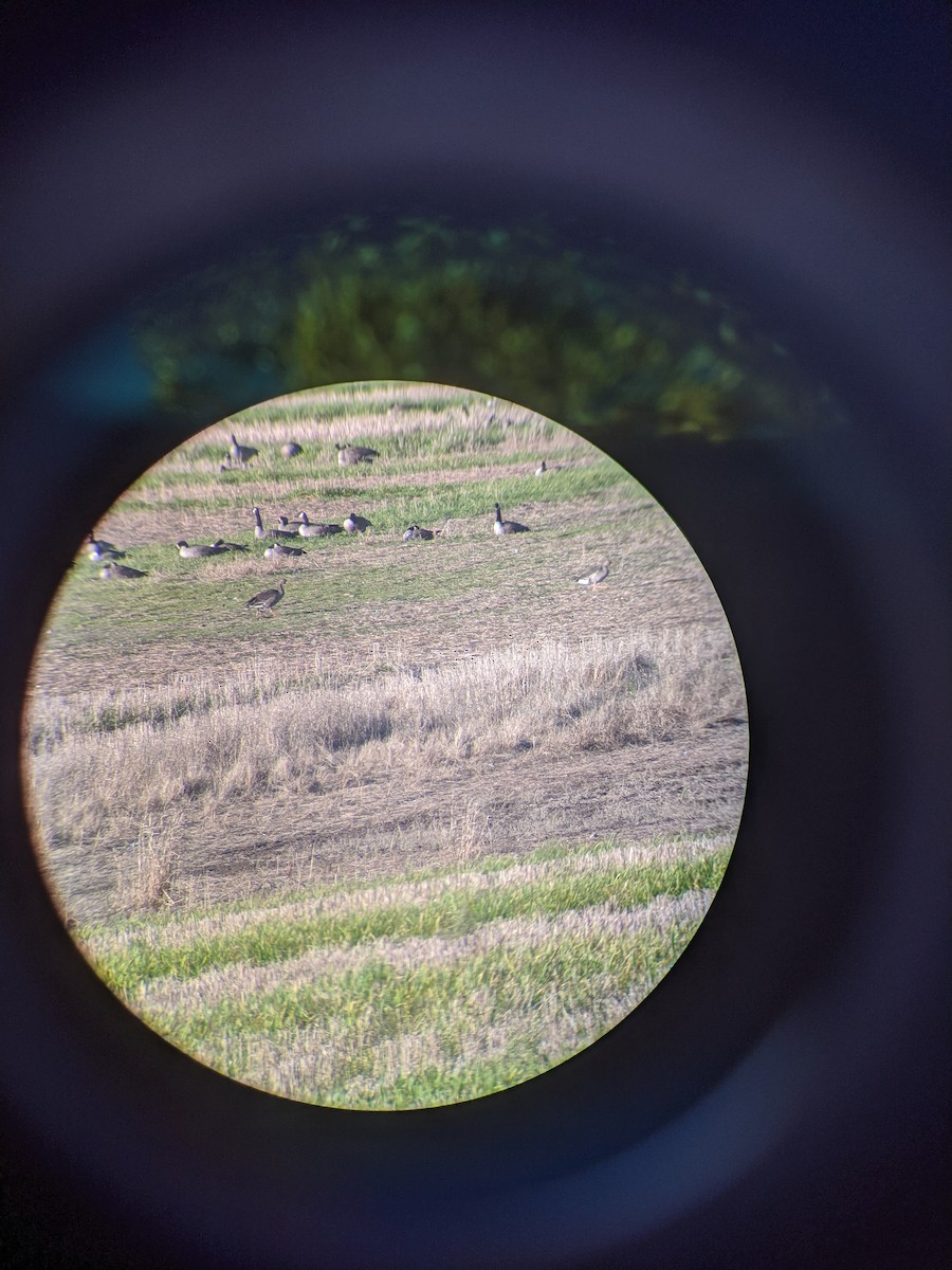 Greater White-fronted Goose - ML194055531