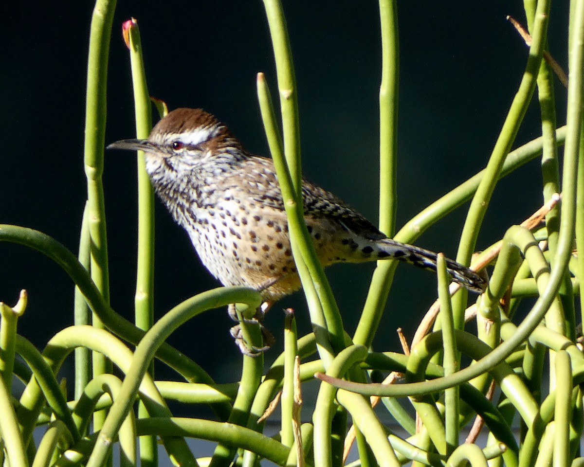 Cactus Wren - ML194055941