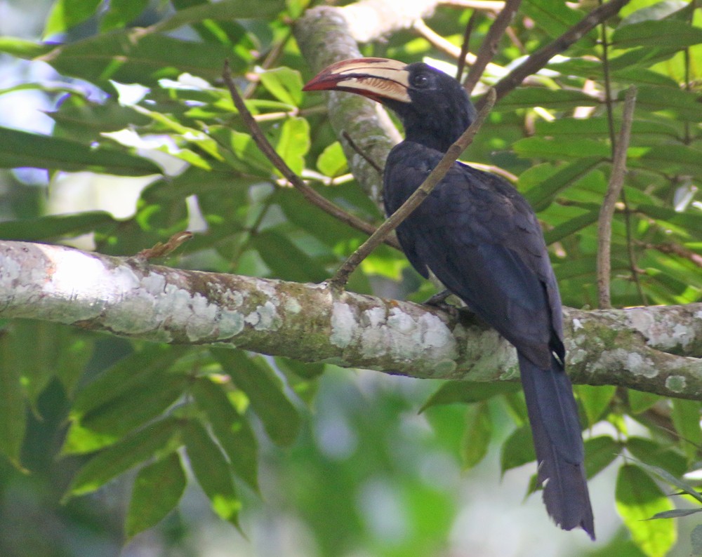 Congo Pied Hornbill - ML194056571