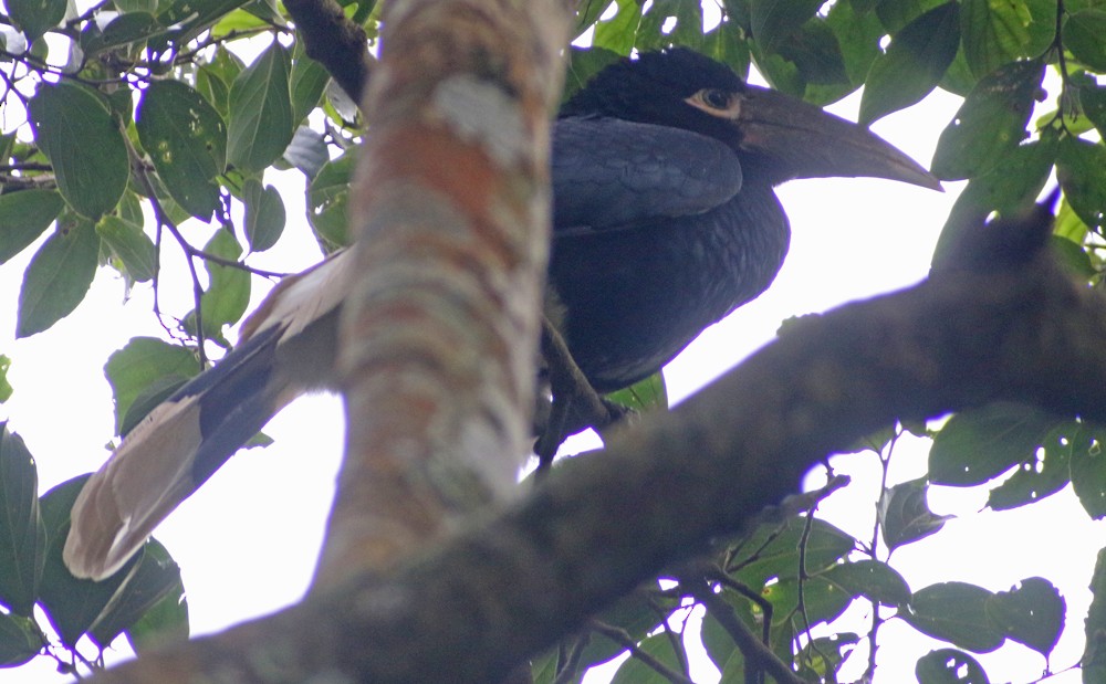 White-thighed Hornbill - ML194056591