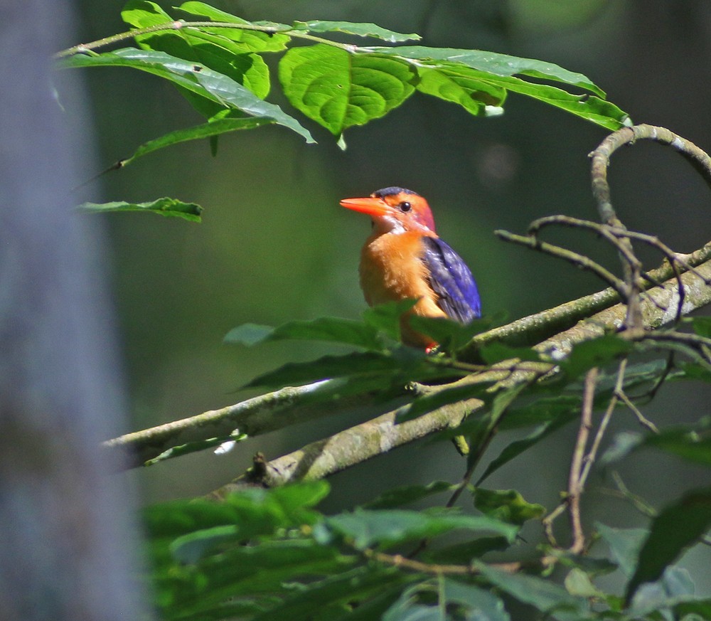 African Pygmy Kingfisher - ML194056621