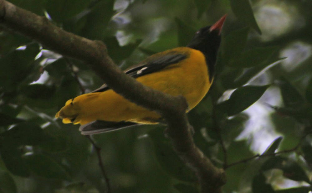 Western Black-headed Oriole - ML194056681