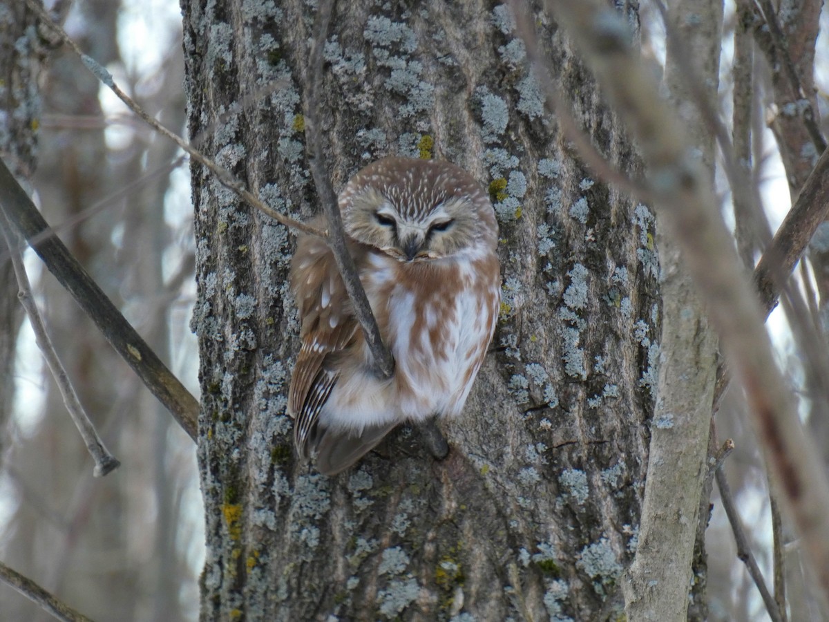 Northern Saw-whet Owl - Antoine Sénéchal